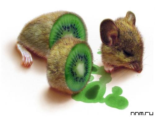 kivmouse.jpg