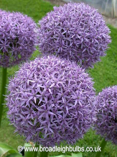 purple_flowers.jpg