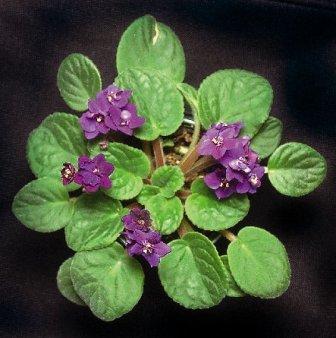 African_Violet.JPG