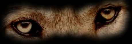 wolfeyes2.gif