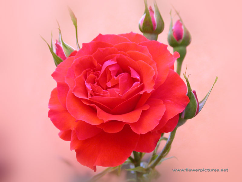 rose5.jpg