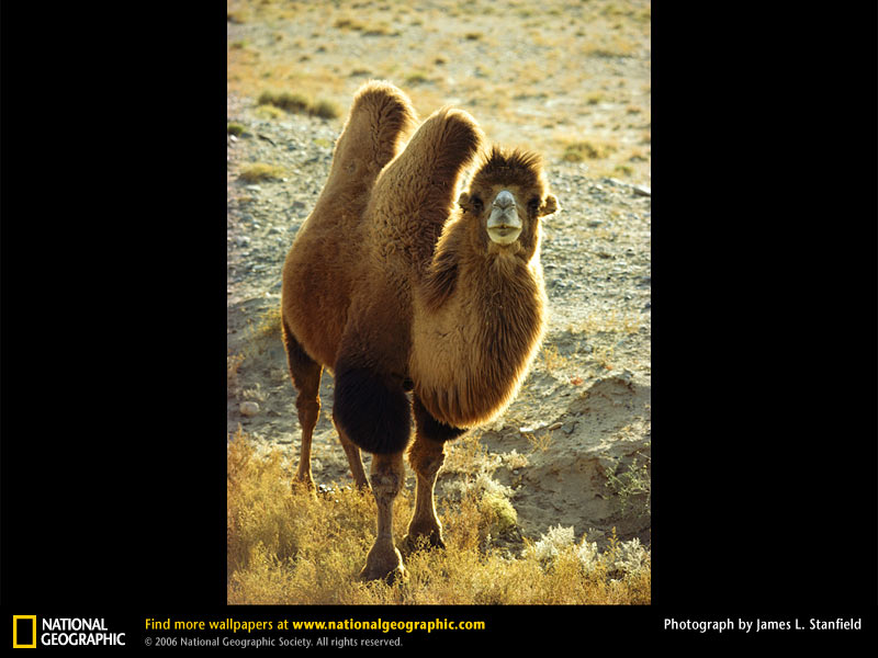 bactrian_camel.jpg