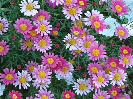 09_pink_daisies.jpg
