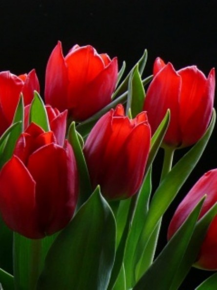 Tulips.jpg