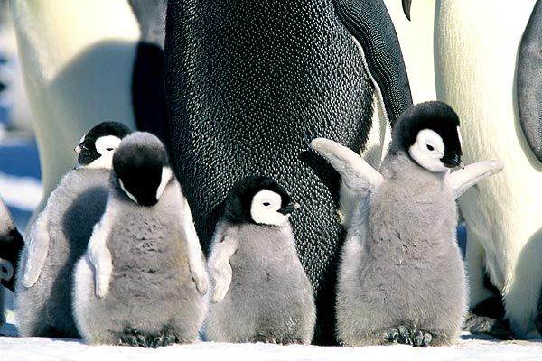 pinguins_01.jpg