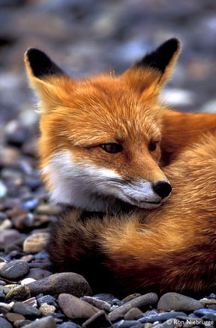 36984_RED_FOX_2..jpg