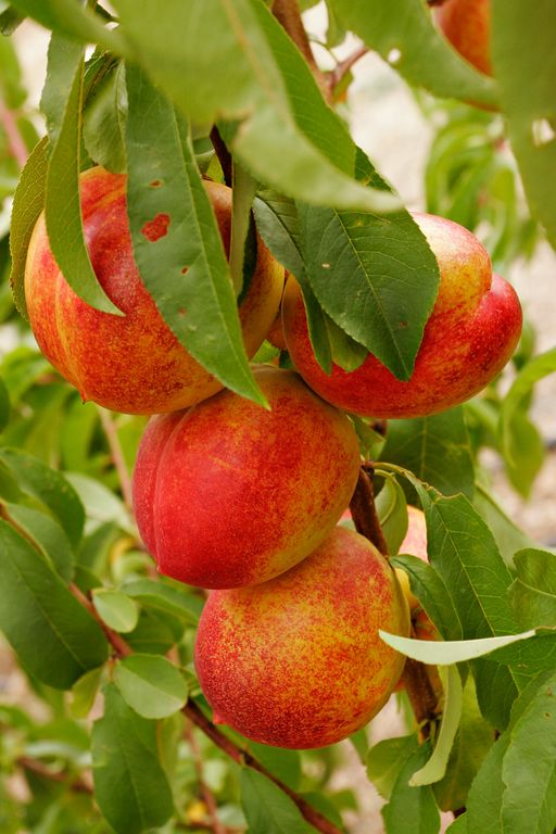 Nectarines_summer_2006__512x768_.jpg