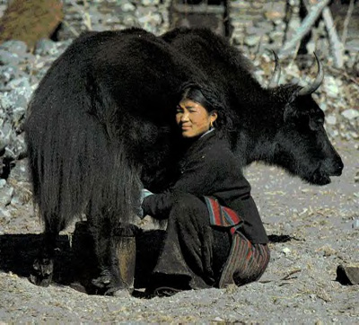 Yak_milking.jpg