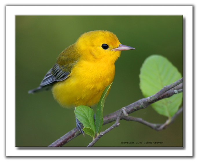 bird_2.jpg