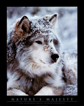JP0701_Timber_Wolf_Posters.jpg