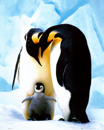 L_20_2020_penguins_Z00D4197.jpg