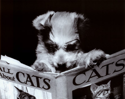 L_8_894_all_about_cats_Z000JTSM.jpg