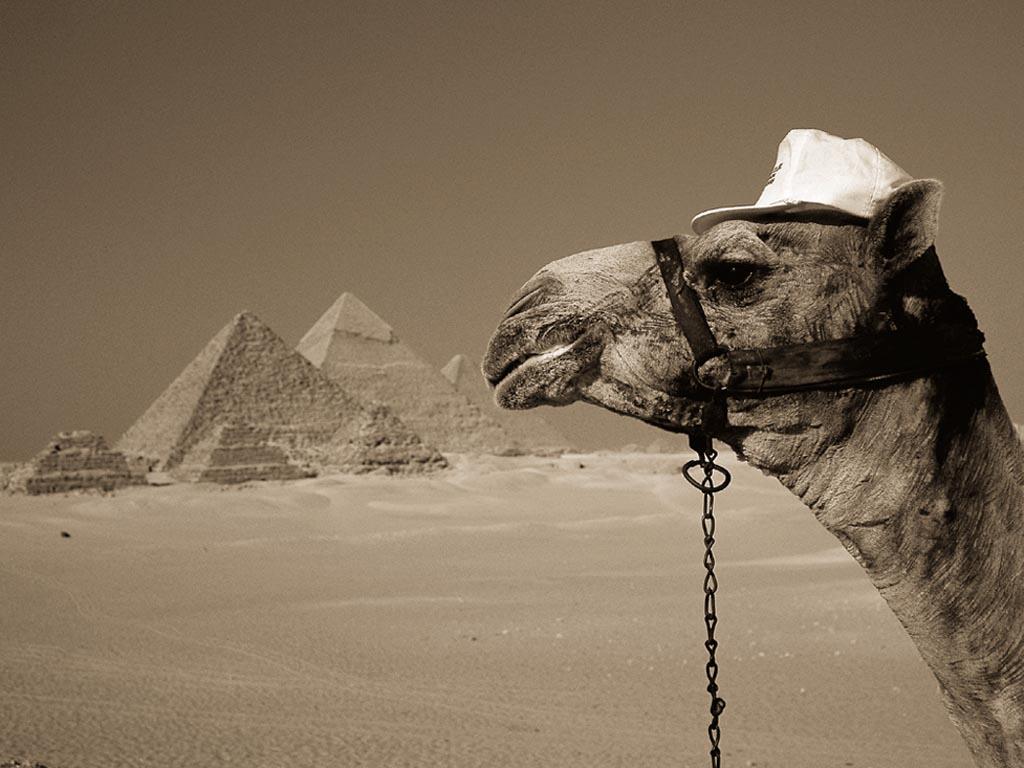 Camel_Egypt.jpg