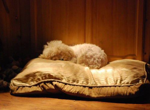 dog.jpg