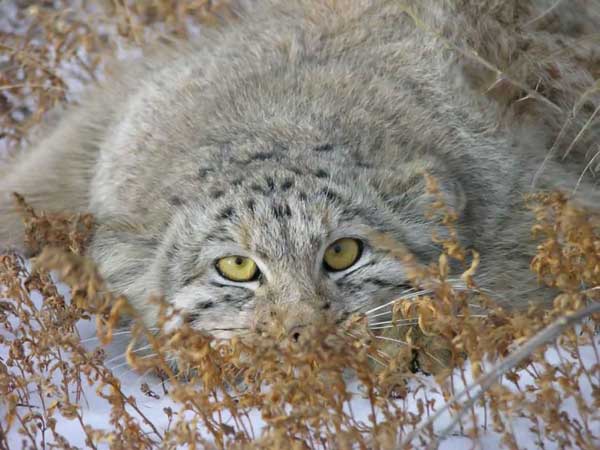 manul_23.jpg