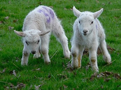 08sheep18.jpg