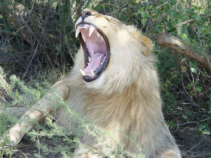 lion_hunt_2b_south_africa.jpg