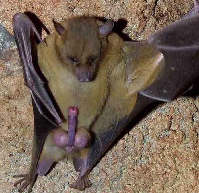 051208_bat_testes_02.jpg