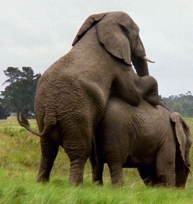 animal_elephant_640.jpg
