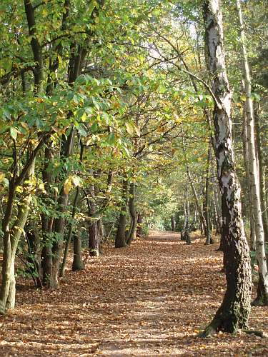 autumn_on_ether_hill_ottershaw_surrey_england.jpg