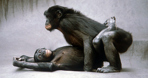 bonobos_ventral_cop_by_fransdewaal.jpg