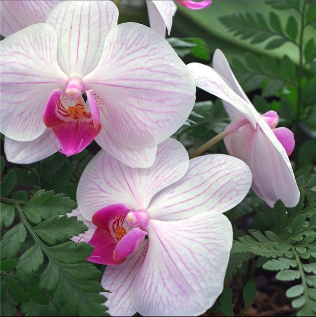 orchid.jpg