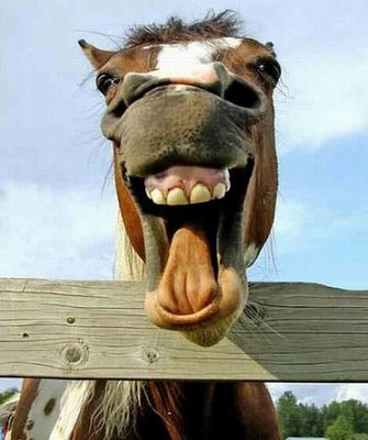 Funny_Horse_Smile.jpg