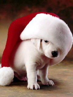 Xmas_Pooch.jpg