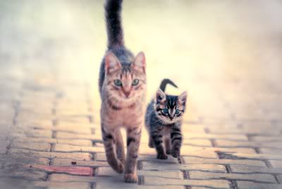 Kitties.jpg