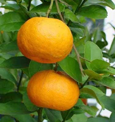 citruschangqd7.jpg