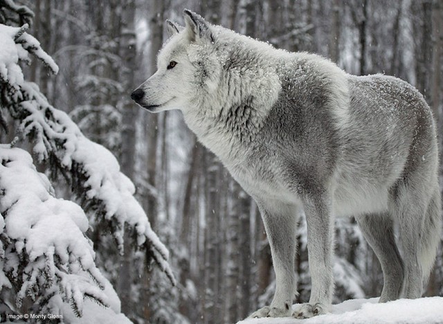 lWhite_Wolf.jpg