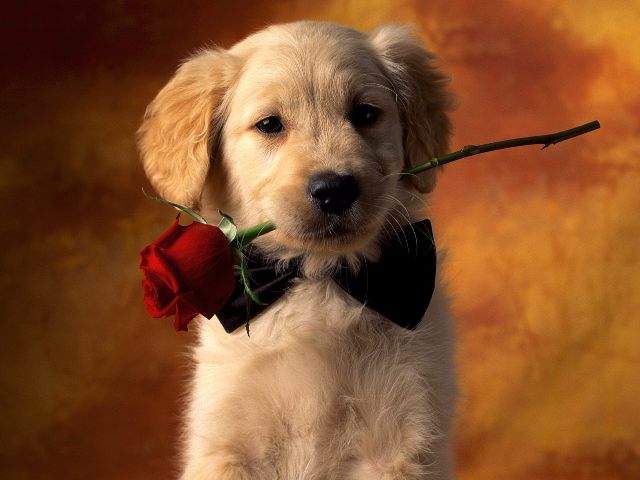 animal_0108.jpg