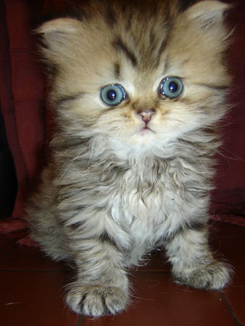 fuzzy_sweet_kitten_1.jpg