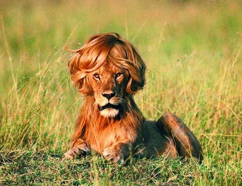timotei_lion_ad.jpg