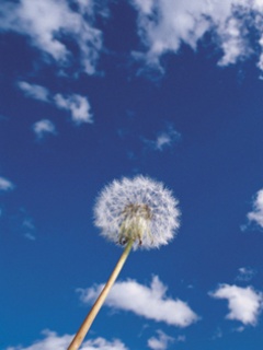 Nature.jpg