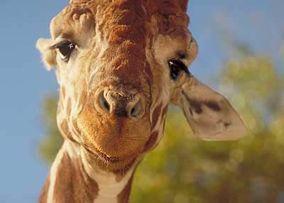 giraffe_head.jpg