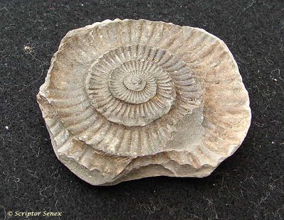 ammonite.JPG
