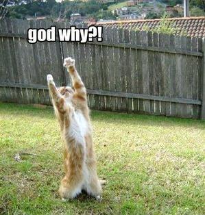 why_god_why_lolcat.jpg