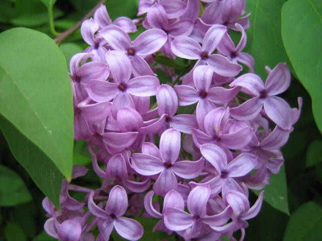 img43686if.jpg