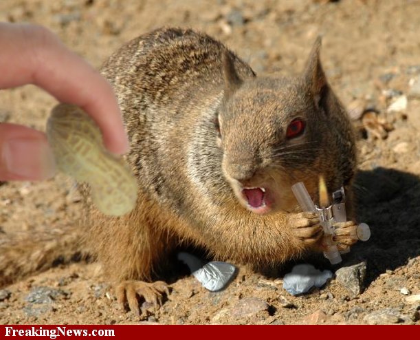 Squirrel__13617.jpg