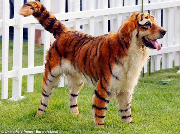 painted_dogs.jpg