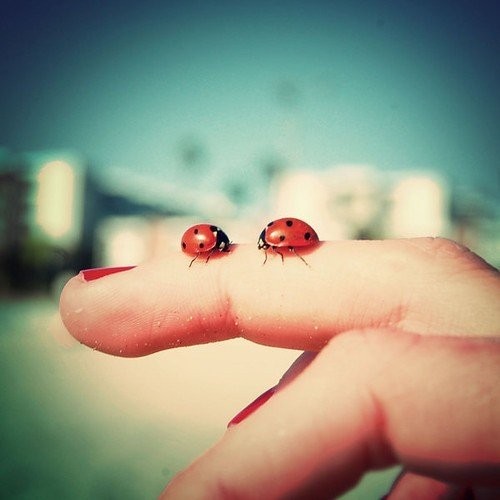 to_meet_inspiration_photography_finger_ladybugs_cute_ladybug_7073441dca5f771e42478447c7815b28_h.jpg