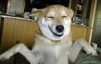 smiling_dog2.jpg