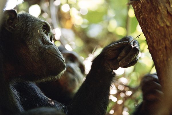 chimp_tool_use.jpg
