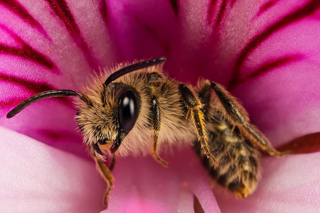 solitary_bee_macro.jpg