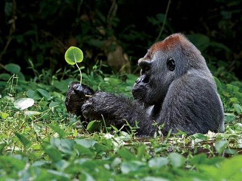 silverback_gorilla_leaves_africa.jpg