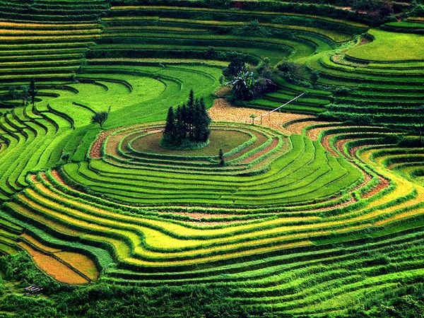 terraced_fields_vietnam.jpg