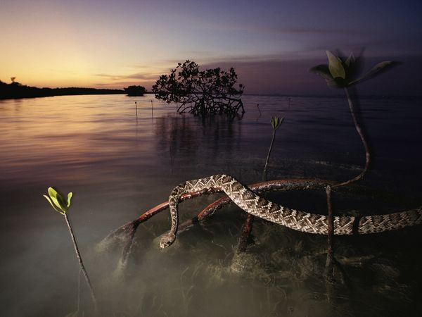 aquatic_diamondback_rattlesnake.jpg
