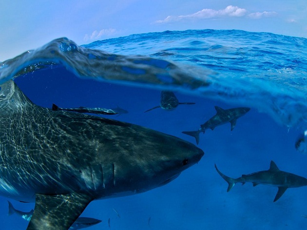 sharks_bahamas.jpg
