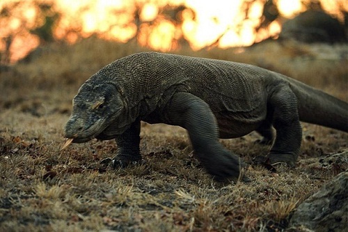 komodo_dragon1.jpg